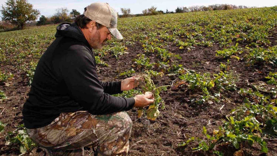 Whitetail Hunters: Are Fall Food Plots Your Best Best?