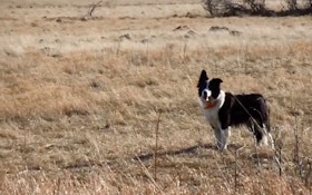 Watch A Decoy Dog Work A Coyote