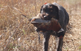 Hunting Dog Questions And Answers