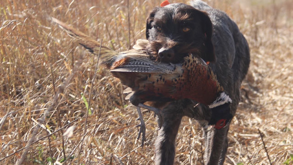 Hunting Dog Questions And Answers