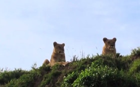 VIDEO: Lioness Captures Prey Mid-Air