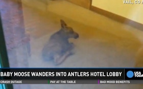 VIDEO: Baby Moose Wanders Through Hotel Lobby