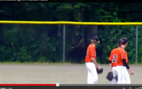VIDEO: Bear Likes To Watch Alaskan Baseball