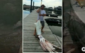 VIDEO: 200 Pound Giant Squid Caught Off Texas Coast