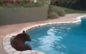 VIDEO: Bear Likes California Swimming Pool