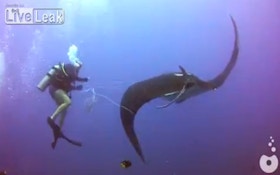 VIDEO: Divers Rescue Trapped Manta Ray