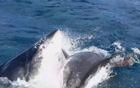 VIDEO: Shark Attacks Shark