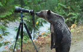 Grizzly Bears Make Great Photographers