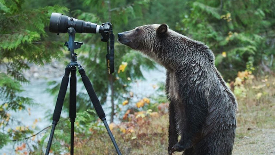 Grizzly Bears Make Great Photographers