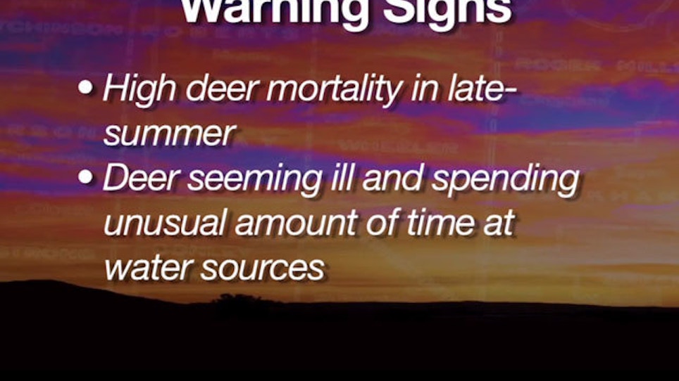 VIDEO: Deer Diseases — Bluetongue