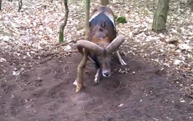 VIDEO: Joggers Rescue Ram Stuck On Tree