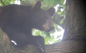 Officials Set Up Traps, Catch Bear In New Jersey Cemetery