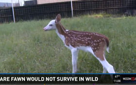 VIDEO: Piebald Fawn Abandoned By Mom, Recovering At Deer Farm