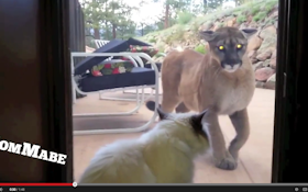 Mt. Lion vs House Cat In Epic Staredown