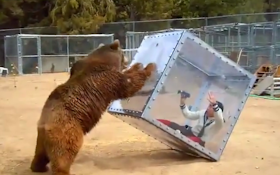 Bear Not Happy With Reality Show