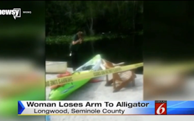 Gator Captured After Attacking, Biting Off Swimmer's Arm