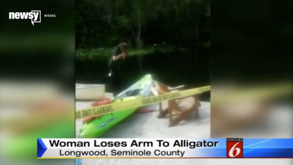 Gator Captured After Attacking, Biting Off Swimmer's Arm