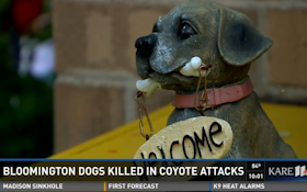 Officials Warn Of Coyote Attacks On Small Dogs