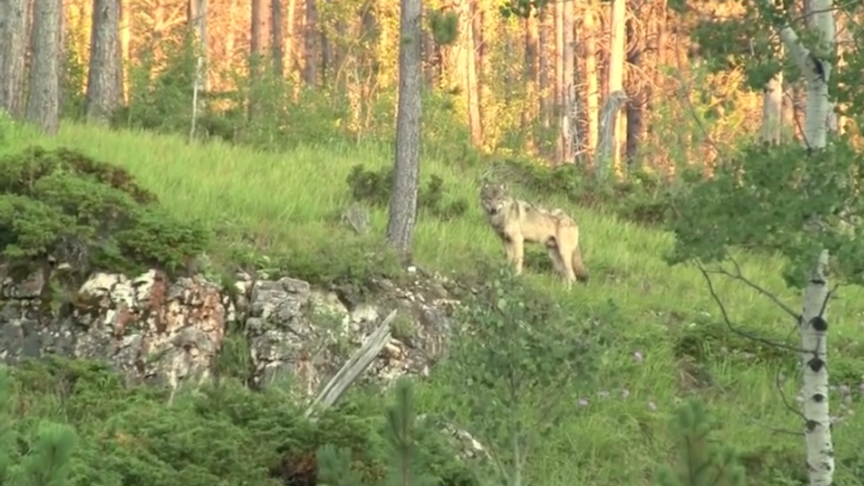 Video Captures What Appears To Be Rare Gray Wolf In Black Hills