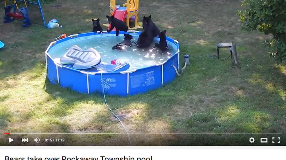 Bears Take A Dip In New Jersey Family's Pool