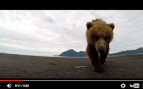 This Is What It's Like To Be Slapped By A Grizzly Bear