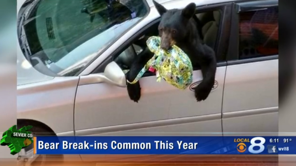 Struggling To Find Food, Bears Set Their Sights On Cars