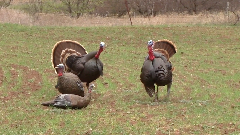 Watch As Jace Bauserman Bags A Sweet Oklahoma Gobbler In His Three-State Quest