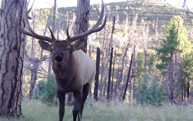 Video: Elk Bugles In Hunter's Face