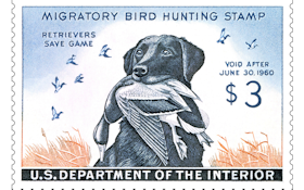 The duck-stamp dog
