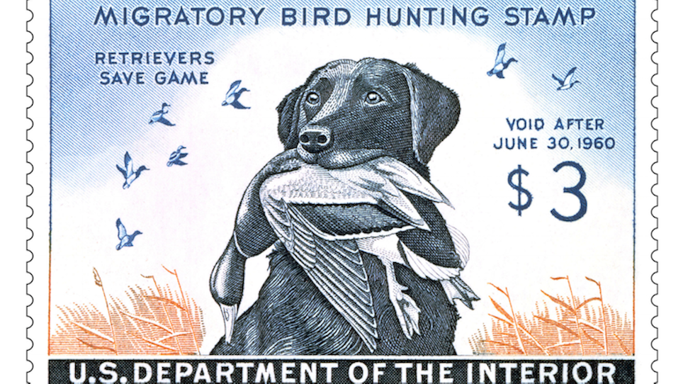 The duck-stamp dog