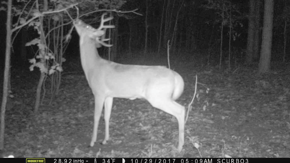 5 Scrape myths whitetail deer hunters should understand