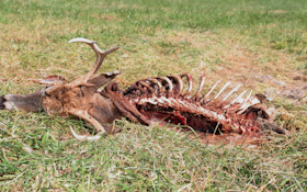 Hemorrhagic Disease Can Bring a Silent Death to Whitetail Deer