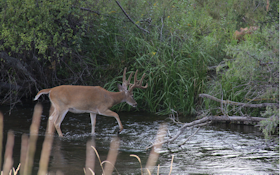 Do These 5 Things This Summer to Shoot a Buck This Fall