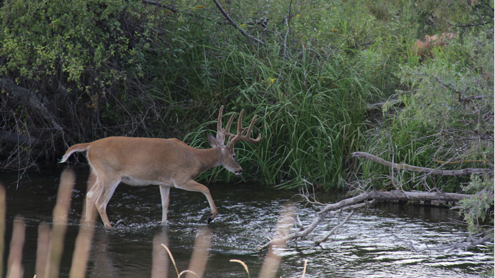 Do These 5 Things This Summer to Shoot a Buck This Fall