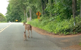 Video: Motorist Captures Video of Doe Nudging Fawn to Safety