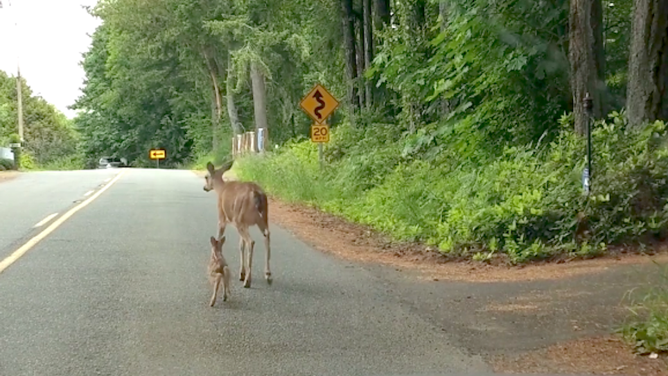 Video: Motorist Captures Video of Doe Nudging Fawn to Safety