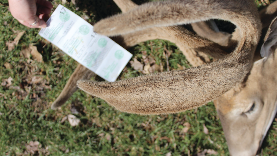 7 States to Hunt Deer in Velvet