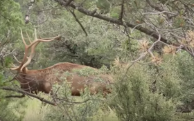 How To Bowhunt Elk