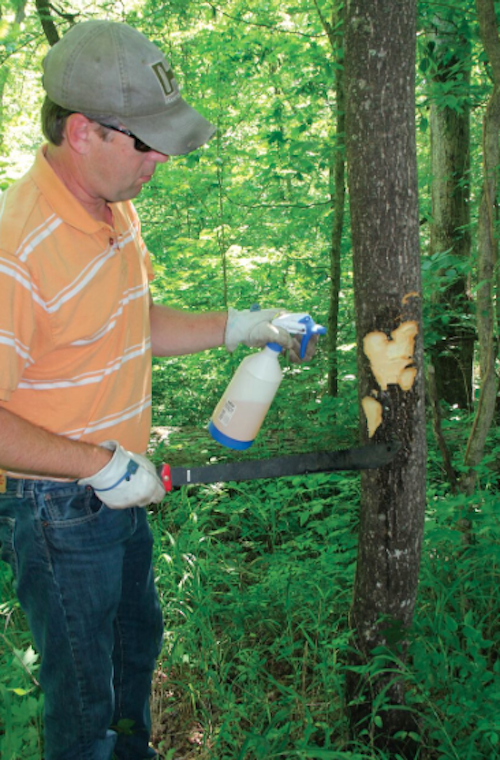 The most effective way to control unwanted trees and large shrubs is to hack a few notches in the bark and spray the highest concentrate of glyphosate you can find into the cuts. Photo: David Hart