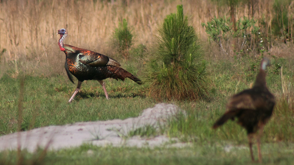 Wild Turkey Time: States with March Hunting Dates and Subspecies by State