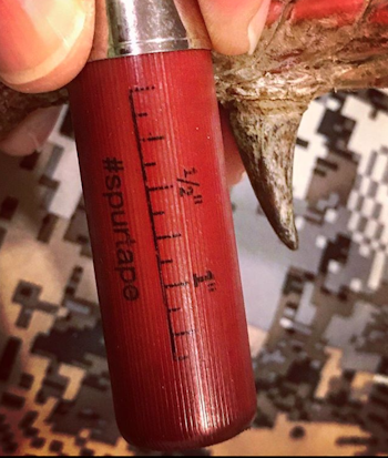 Federal Ammunition, the company behind premium loads like Grand Slam and HEAVYWEIGHT TSS, has made it easy to measure and post spur lengths. There is a small tape measure printed on the hull, in 1/8-inch increments, along with the hashtag "spurtape." Photo: Alan Clemons