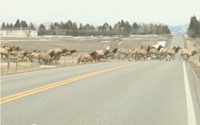 Elk Herd Video, With 1 Straggler, Goes Viral
