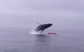 Ouch! Kayakers Slammed By Breaching Humpback Whale