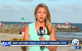 VIDEO: Bobcat Catches Shark
