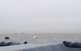 VIDEO: Seal crashes a duck hunt