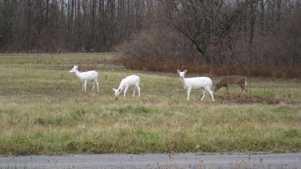 Future Uncertain For Rare White Deer At Former Weapons Site