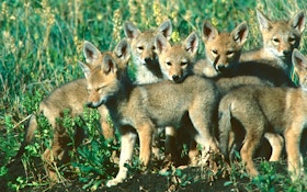 Coyote Breeding Secrets: Inside the Fur Factory