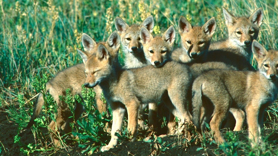 Coyote 101: understanding how songdogs rear pups