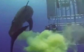VIDEO: Great white shark "farts" on divers