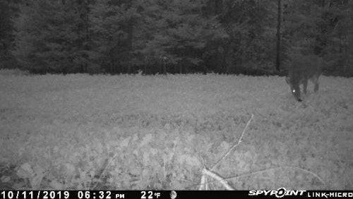 This doe browsed on turnip greens just before dark while the author was hunting a different food plot.